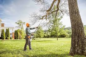 Best Tree Health Inspection  in Anoka, MN